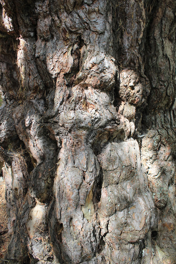 tree2.jpg