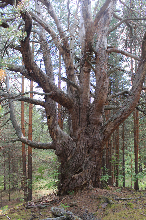 tree1.jpg