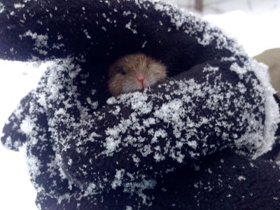 Мышь.jpg (244.94 КБ) Просмотров: 2958 Мышь.jpg