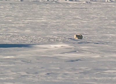 DSC_3394__3.jpg (424.58 КБ) Просмотров: 3059 DSC_3394__3.jpg